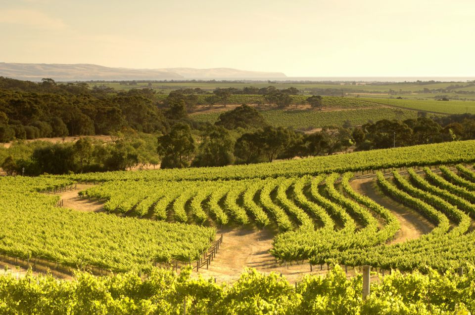 Adelaide: McLaren Vale and Glenelg Wine Tasting Tour - Important Information