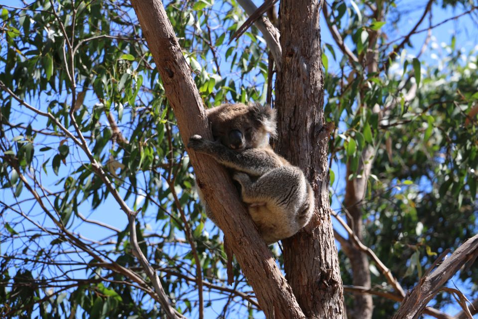 Adelaide: Morialta Wilderness and Wildlife Hike - Activity Description