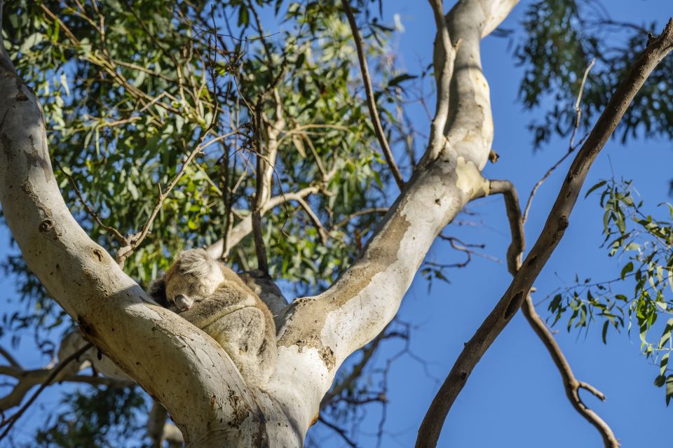 Adelaide: Morialta Wilderness and Wildlife Hike - Directions