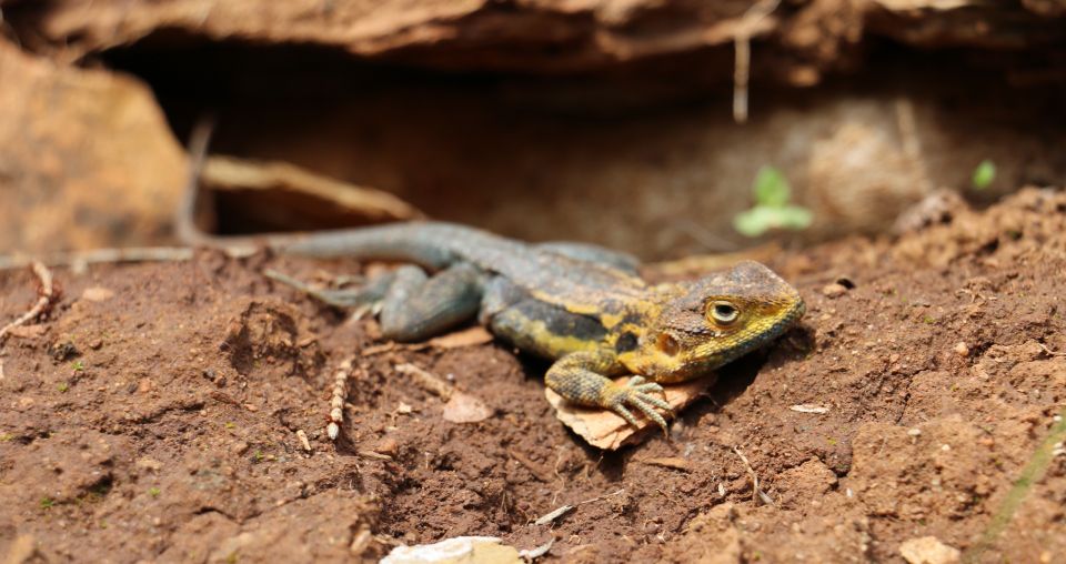 Adelaide: Morialta Wilderness and Wildlife Hike - Wildlife Encounters