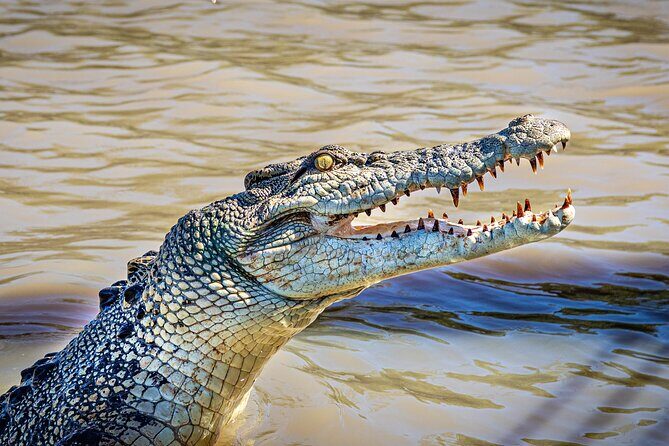 Adelaide River Cruises - Jumping Crocodile Experience - The Sum Up: Why This Tour Is a Great Value