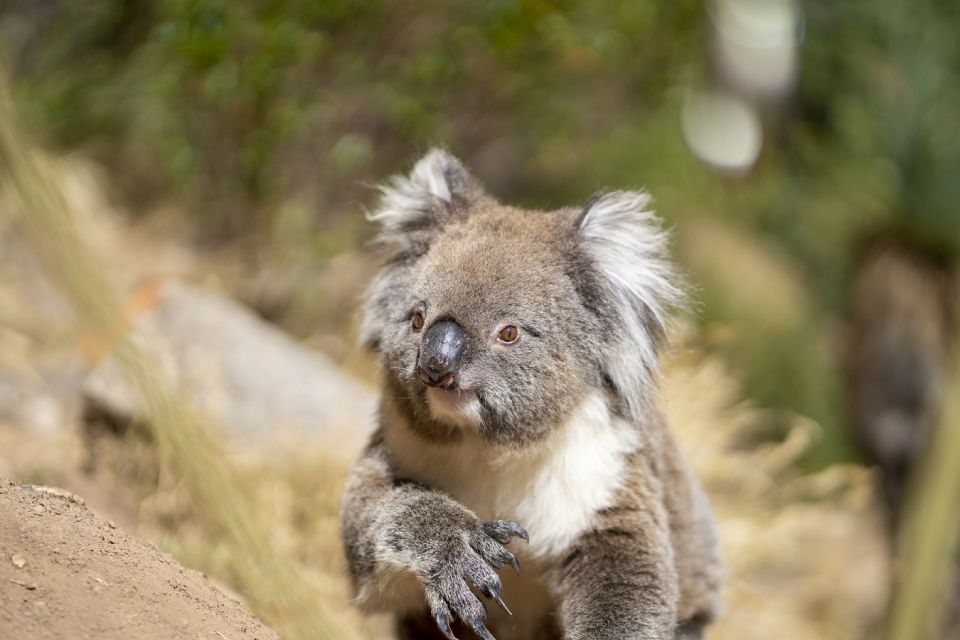 Adelaide: Rock Climbing and Abseiling Experience in Morialta - Booking Information