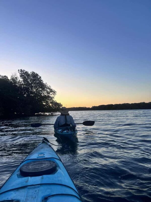 Adelaide: Twilight Mangrove Creek Kayak Tour - Key Points