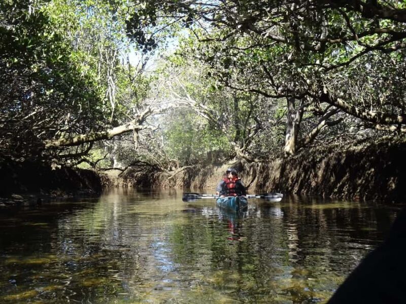 Adelaide: Twilight Mangrove Creek Kayak Tour - Exploring the Twilight Mangrove Creek Kayak Tour