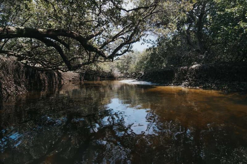Adelaide: Twilight Mangrove Creek Kayak Tour - Why Choose This Tour?