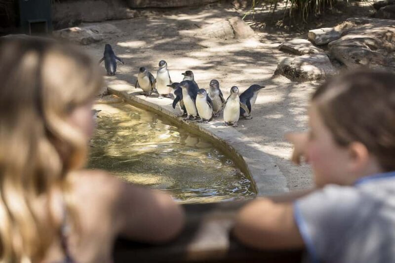 Adelaide Zoo: General Admission Tickets - An Honest Look at Adelaide Zoo