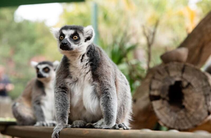 Adelaide Zoo: General Admission Tickets - Practicalities at a Glance