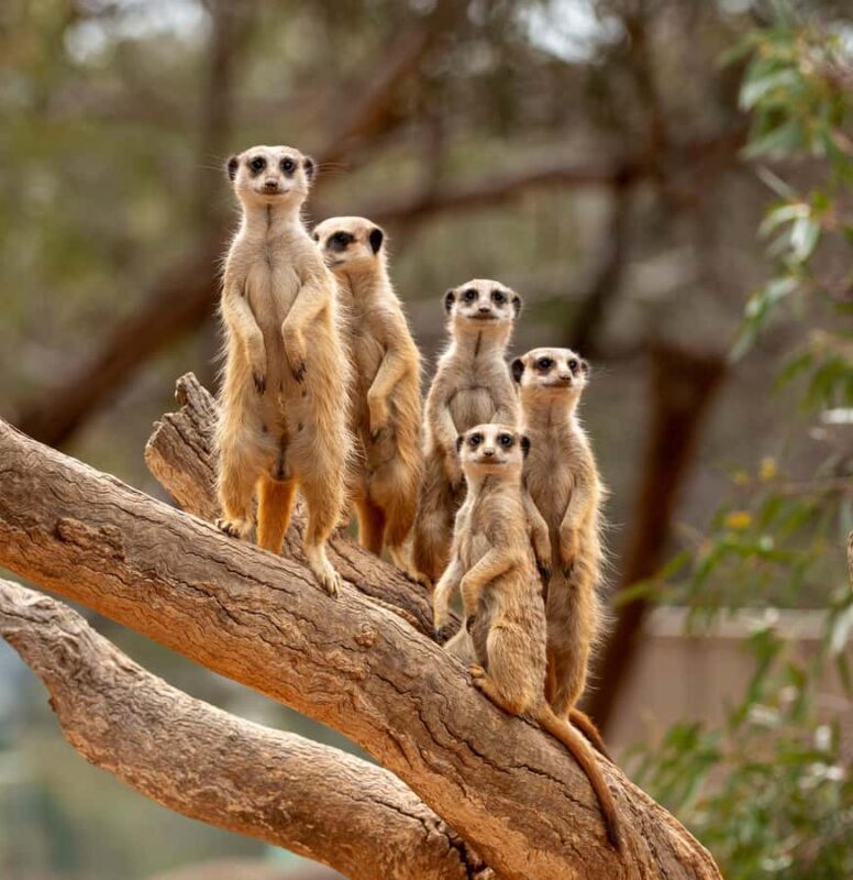 Adelaide Zoo: General Admission Tickets - Final Thoughts