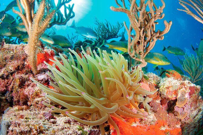 Adrenaline Experience - Snorkel, Rappell & Ziplines from Riviera Maya - Practical Tips for Travelers