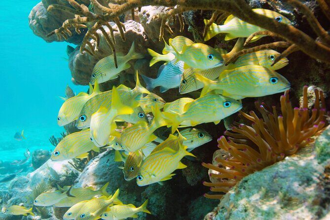 Adrenaline Experience - Snorkel, Rappell & Ziplines from Riviera Maya - The Sum Up