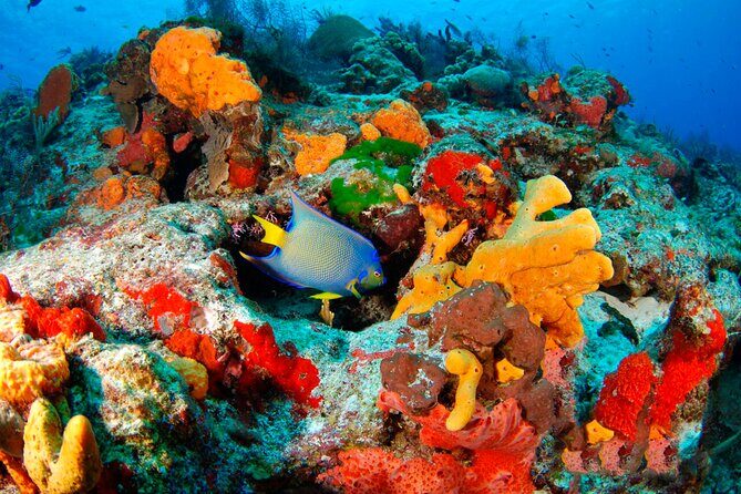 Adrenaline Experience - Snorkel, Rappell & Ziplines from Riviera Maya - FAQ