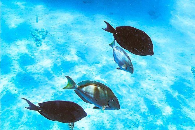 Adults Only Catalina Bay Small Group Snorkel & Sunset Sail - What Makes This Tour Stand Out?