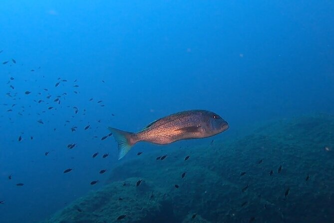 Advanced Open Water Diver Course - Underwater Photography