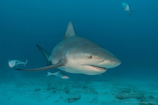 Advanced Open Water Diver course PADI in Playa del Carmen - Who Should Consider This Course?