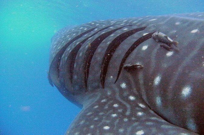 Adventure and Snorkel with the Whale Shark departing from Cancun - Authenticity and Reviews
