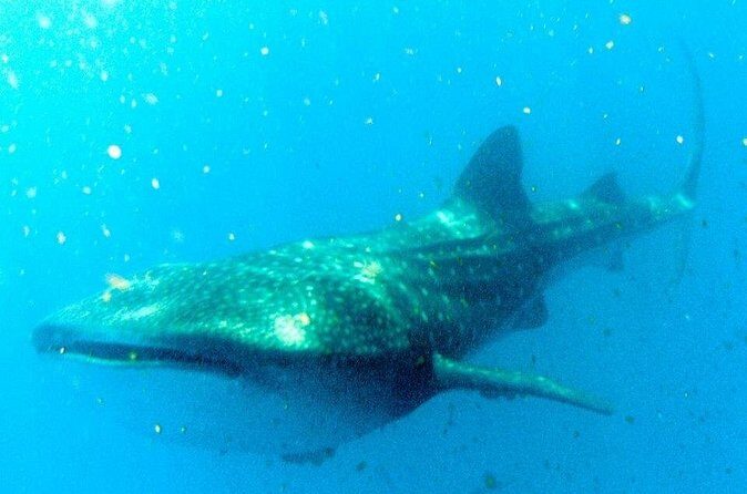 Adventure and Snorkel with the Whale Shark from Puerto Morelos - Final Thoughts