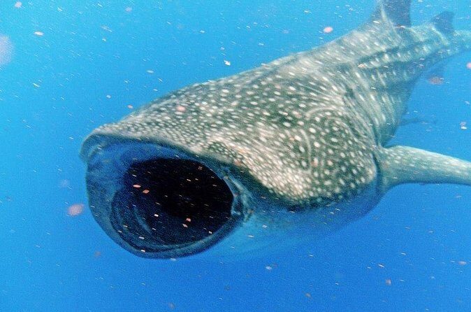 Adventure and Snorkel with the Whale Shark from Puerto Morelos - Final Verdict