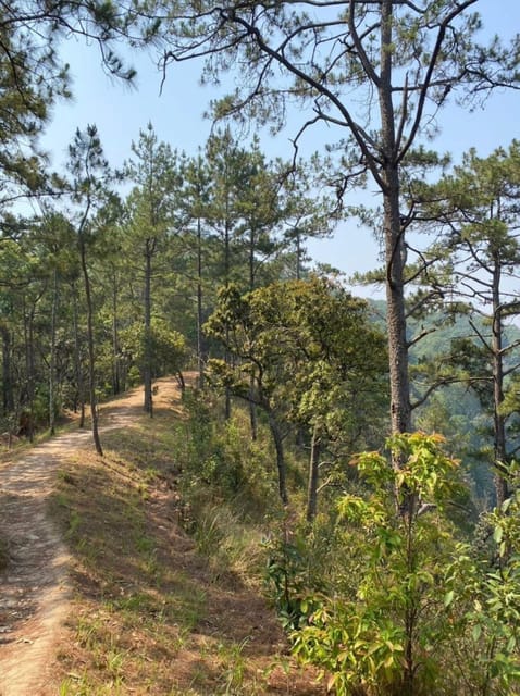 Adventure Hike in Doi Suthep-Pui National Park - Key Points