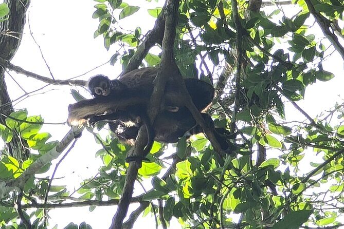 Adventure in Calakmul departing from Campeche - Who Should Consider This Tour?