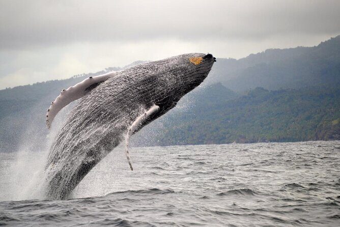 Adventure in Samaná Whale Watching, Limón Waterfall, and More - Frequently Asked Questions