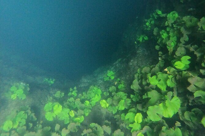 Adventure on the cenote route with zip line and typical lunch - An In-Depth Look at the Tour Experience