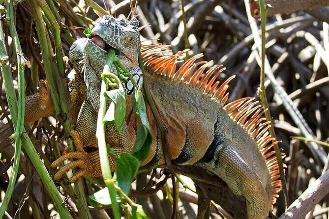 Adventure on the Emerald Coast Ventanilla, Mazunte, Puerto Ángel - Authenticity and Traveler Insights