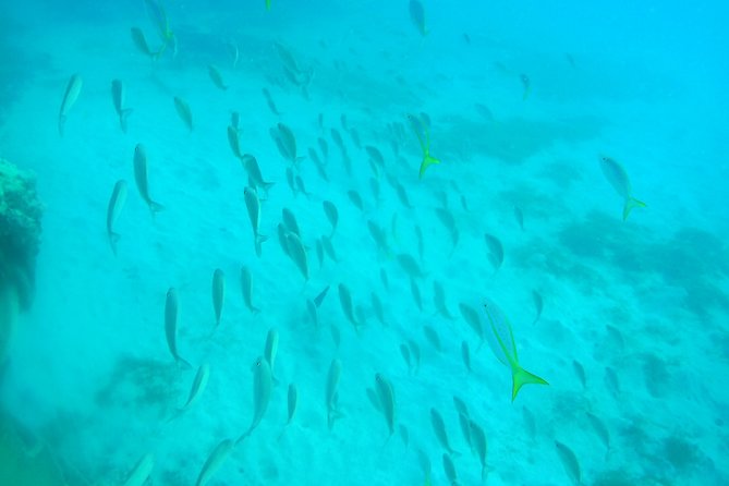 Adventure SNUBA in St. Maarten - Reviews and Badge of Excellence