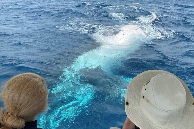 Adventure Whale Watching Tour Mooloolaba - Key Points