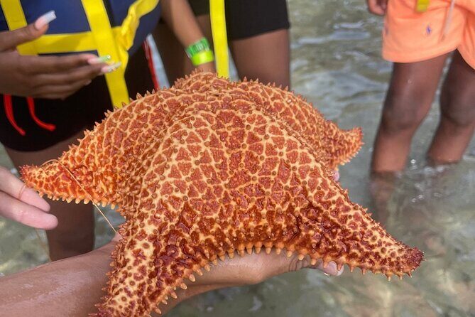 Adventurous-Snorkeling With Sightseeing of Montego Bay - The Sum Up: Who Will Love This Tour?