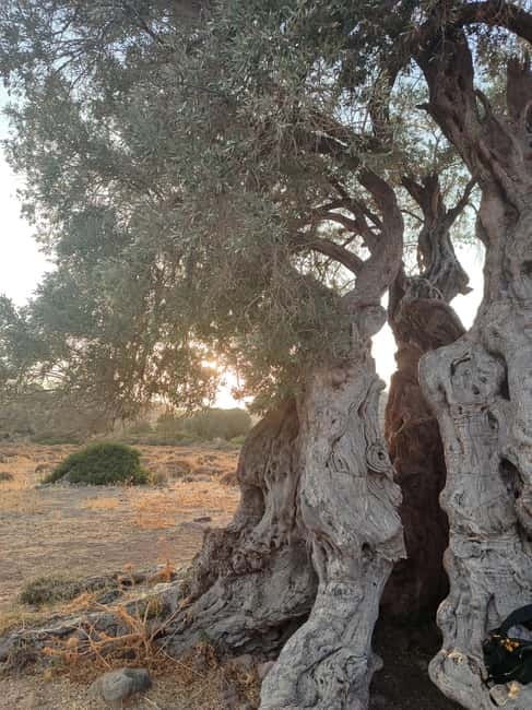 Aegina: Ancient Olive Grove (Eleonas) & Perdika Village Tour - Key Points