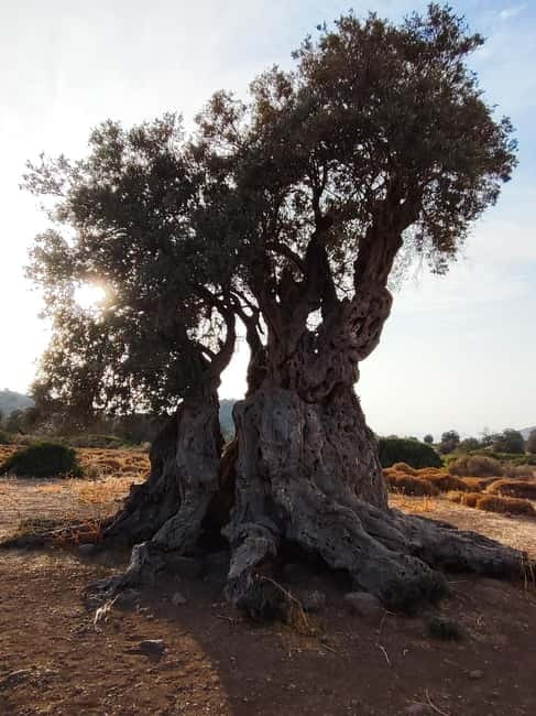 Aegina: Ancient Olive Grove (Eleonas) & Perdika Village Tour - Exploring the Ancient Olive Grove