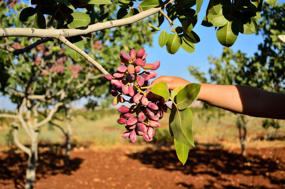 Aegina: Organic Pistachio Orchard Tour with Factory Visit - Practical Information