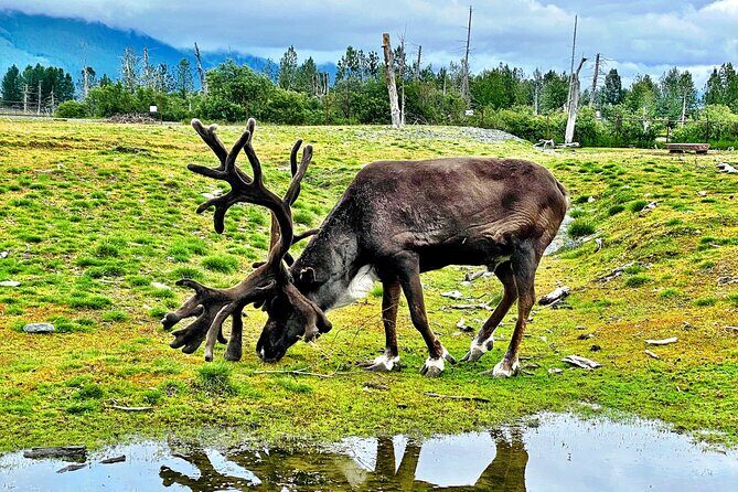 Aerial Tram and Wildlife Center tour from Anchorage - FAQ