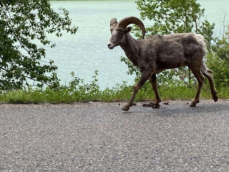 Affordable Banff, Lake Louise & Moraine Lake DayTrip Shuttle - Why This Tour Can Be a Great Choice