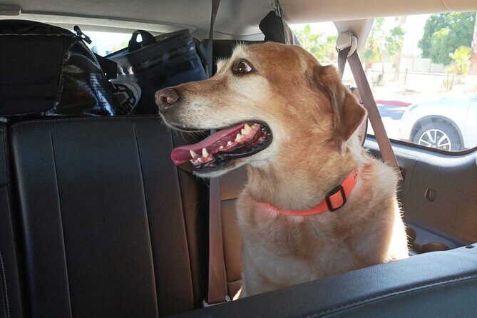 Affordable VIP Private Transportation- "ELEVATE YOUR JOURNEY" - What to Expect from Baja Sur VIP’s Private Transportation