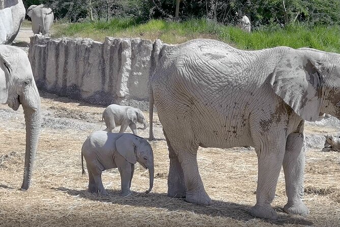 Africam Safari Zoo Admission With Transportation - Accessibility and Requirements
