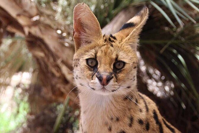 African Cat Experience at Werribee Open Range Zoo - excl. entry - Key Points