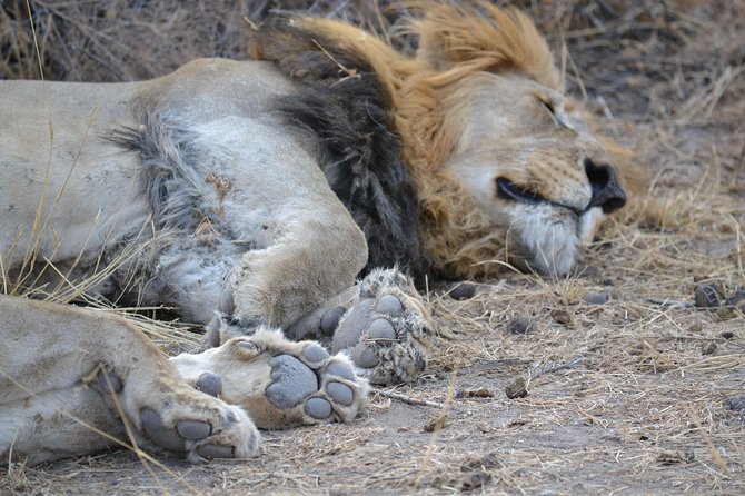 African Safari in Pilanesberg National Park - 1 Day Adventure - Tour Overview