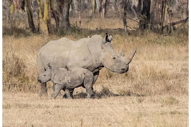 African Wildlife & Nature - 5 Kenya National Parks - 6 Day Jeep Safari - The Maasai Mara Experience