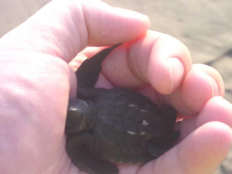 *Afro-Mex Village Horse Ride, Turtle Release Crocodile Farm - Customer Ratings