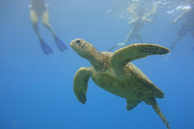 Afternoon Adventure Snorkel from Ka'anapali - Key Points
