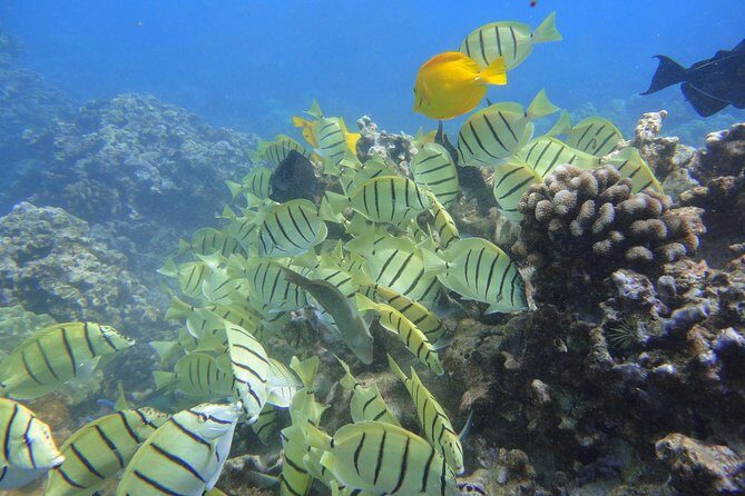 Afternoon Adventure Snorkel from Ka'anapali - What Travelers Say