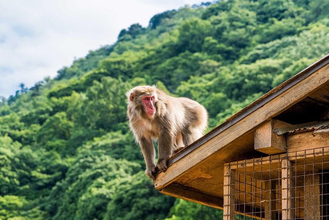 Afternoon Arashiyama Bamboo Forest & Monkey Park Bike Tour - Meeting and Pickup