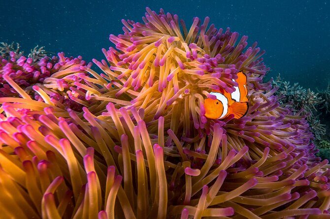 Afternoon Fitzroy Island Escape  Return Ferry Included - Who Should Book This Tour?  