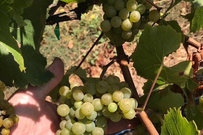 Afternoon Half-day Carmel Valley Wine Tasting Tour - Transportation and Group Size