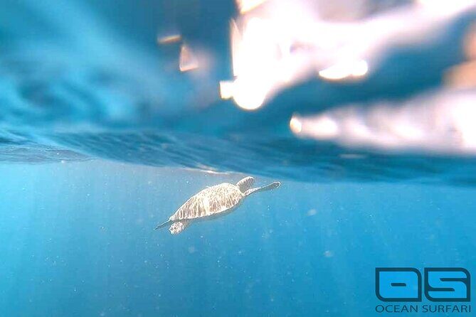 Afternoon Snorkel, Pizza & Sunset Tour departing from St. Thomas & St. John - Who Will Love This Tour?