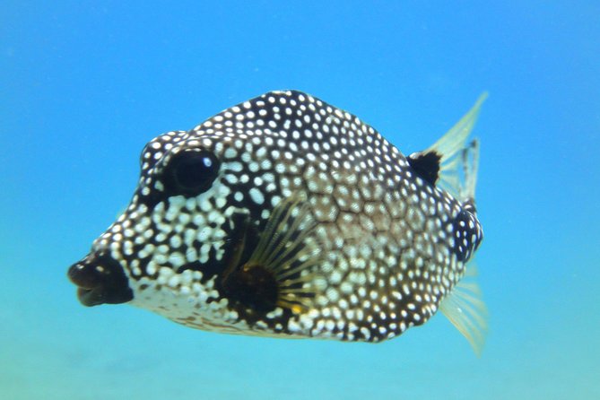 Afternoon Snorkeling Adventure in St Thomas - Snorkeling Equipment and Inclusions