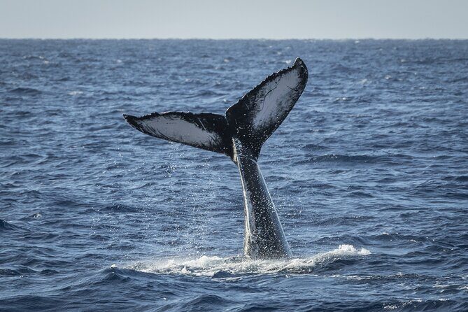 Afternoon Whale Watching Tour in Maui with Dinner - Key Points  
