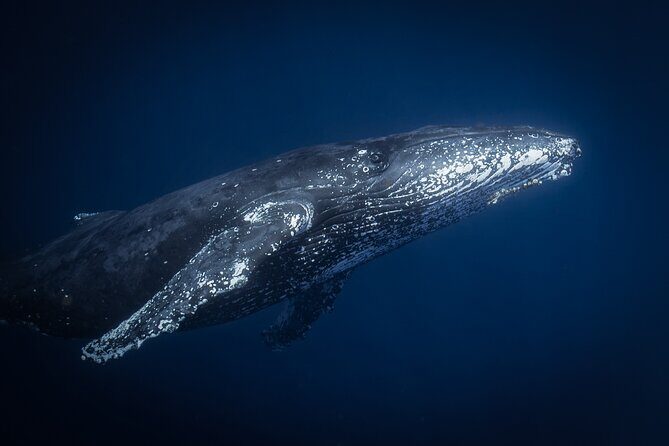 Afternoon Whale Watching Tour in Maui with Dinner - What Past Travelers Say  