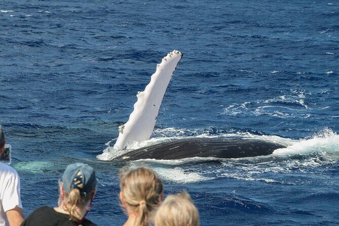 Afternoon Whale Watching Tour in Maui with Dinner - Final Thoughts: Who Is This Tour Best For?  
